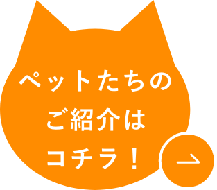 猫たちのご紹介